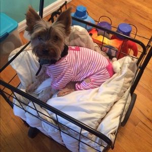 🐾NOT FOR SALE🐾